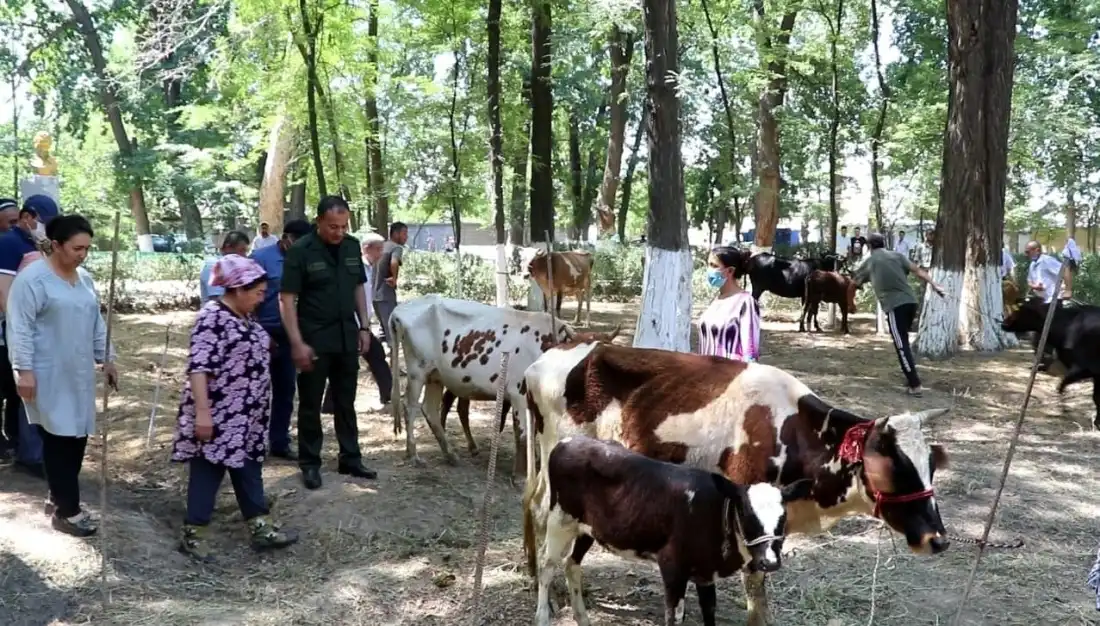 Boyovutdagi sayyor qabul doirasida Mikrokreditbank homiyligi asosida aholiga qoramollar tarqatildi