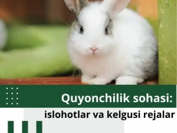 Quyonchilik sohasi: islohotlar va kelgusi rejalar