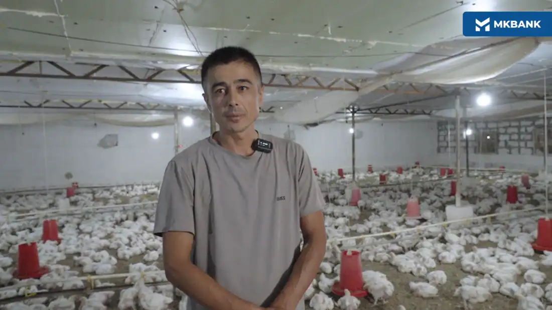 Харажати қушдек, даромади туядек — Қизилтепада бройлер парвариши ривожланмоқда