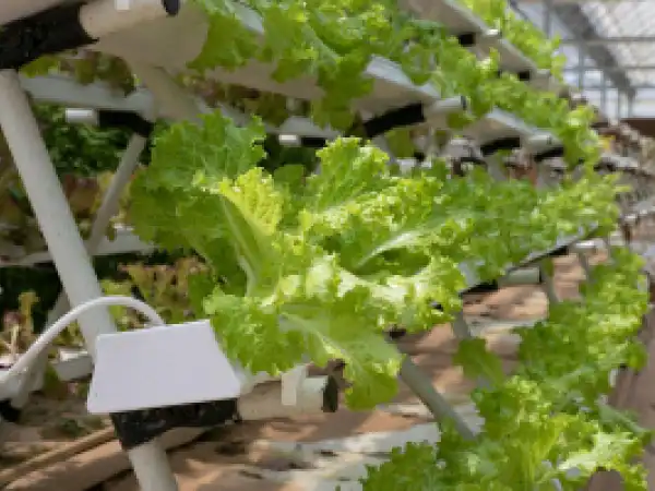 "Mikrokreditbank" moliyalashtirgan korxona eksportbop issiqxona konstruksiyalari ishlab chiqarmoqda