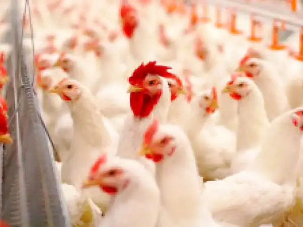 Parrandachilik bo‘yicha 179 ta loyihaga kreditlar ajratildi