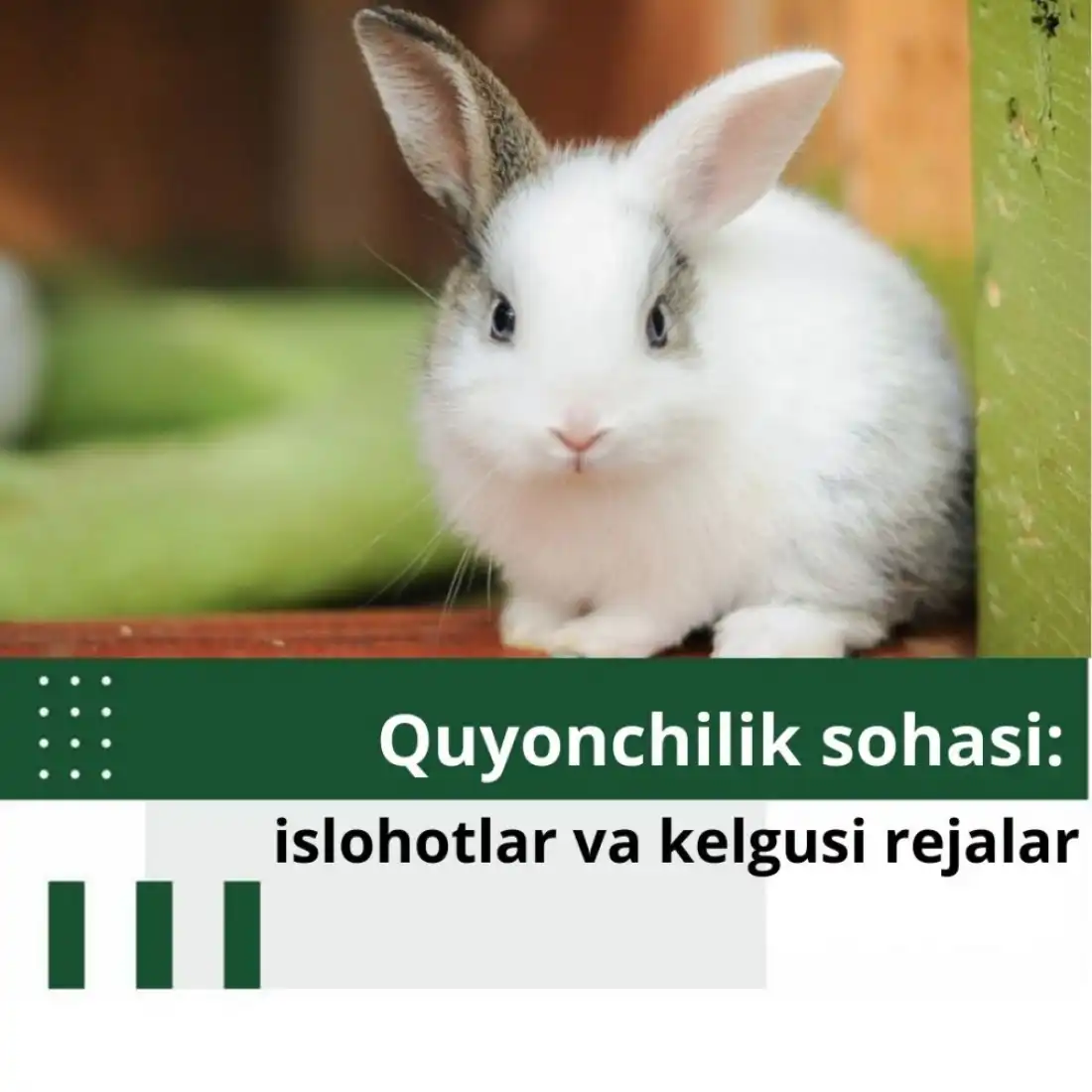 Quyonchilik sohasi: islohotlar va kelgusi rejalar