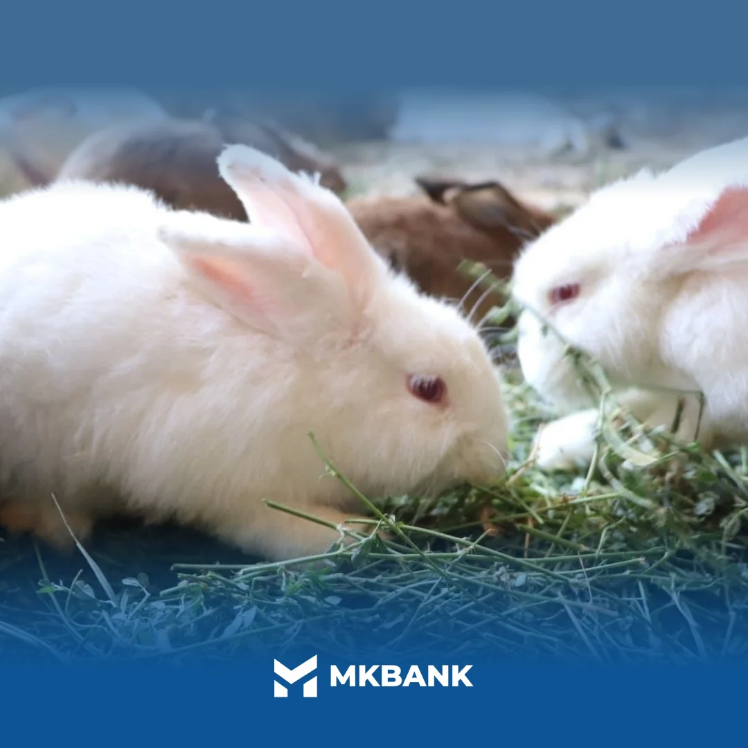 Insta 1082.png Insta 1082.png