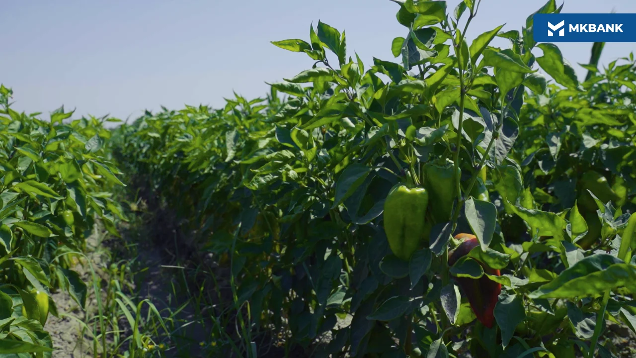 5 (66).png 5 (66).png